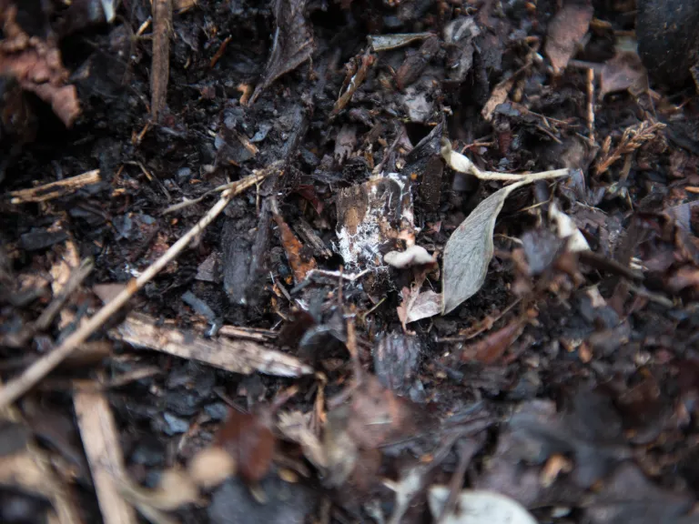 compost